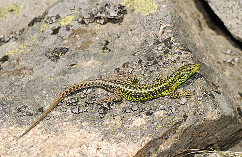 Iberian rock lizard